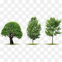 高清摄影创意绿色的大树园艺-空若网 高清摄影创意绿色的大树园艺-空若网