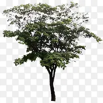 ¸ßÇåÂÌÉ«²Ý±¾Ö²Îï´óÊ÷-¿ÕÈôÍø ¸ßÇåÂÌÉ«²Ý±¾Ö²Îï´óÊ÷-¿ÕÈôÍø