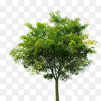 绿色高清摄影合成大树-空若网 绿色高清摄影合成大树-空若网