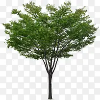 绿色大树创意摄影树木-空若网 绿色大树创意摄影树木-空若网