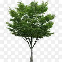 高清创意摄影绿色大树合成-空若网 高清创意摄影绿色大树合成-空若网