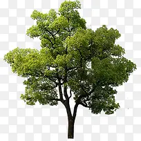 黄色创意高清大树合成摄影-空若网 黄色创意高清大树合成摄影-空若网