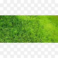 绿色小草背景-空若网 绿色小草背景-空若网