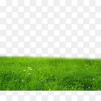 ��ɫ�ݵ�һƬ�̲�-������