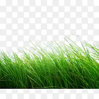 �̲���ɫ�ݵ�-������