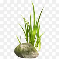 ��ɫֲ�ﴴ��ݵ�-������