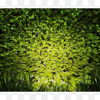 美丽绿叶背景底纹-空若网 美丽绿叶背景底纹-空若网