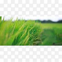 青草绿色背景-空若网 青草绿色背景-空若网