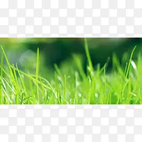 ÂÌÉ«²ÝµØ±³¾°-¿ÕÈôÍø ÂÌÉ«²ÝµØ±³¾°-¿ÕÈôÍø