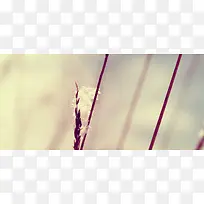 树枝花朵梦幻背景-空若网 树枝花朵梦幻背景-空若网