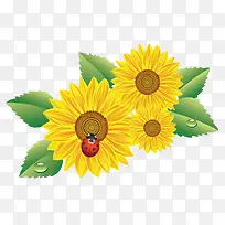 向日葵和昆虫-空若网 向日葵和昆虫-空若网
