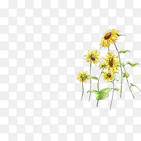 手绘向日葵创意插画-空若网 手绘向日葵创意插画-空若网