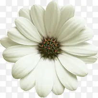 白色手绘向日葵-空若网 白色手绘向日葵-空若网