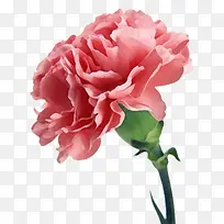 手绘卡通母亲节康乃馨-空若网 手绘卡通母亲节康乃馨-空若网