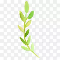 水彩画透明水彩植物茎叶剪贴画水彩画-空若网 水彩画透明水彩植物茎叶剪贴画水彩画-空若网