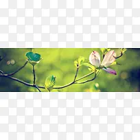 花朵背景-空若网 花朵背景-空若网