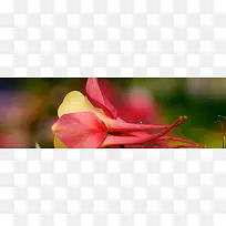 花朵背景唯美背景浪漫背景-空若网 花朵背景唯美背景浪漫背景-空若网