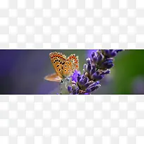 ���䱳��Ψ��������������-������