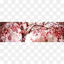 ���䱳��-������