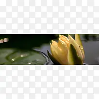 花朵背景唯美背景-空若网 花朵背景唯美背景-空若网