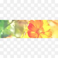 ���䱳��Ψ������-������