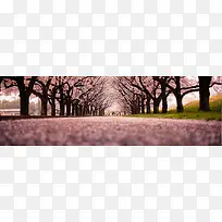 花朵背景-空若网 花朵背景-空若网