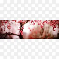 花朵背景唯美背景-空若网 花朵背景唯美背景-空若网