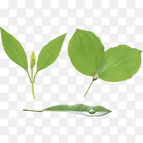 绿叶小草装饰-空若网 绿叶小草装饰-空若网