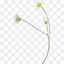 白色小雏菊盛开-空若网 白色小雏菊盛开-空若网