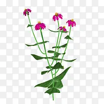 Ψ������ͼƬ����ʸ��ͼ�ز�-������