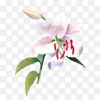 水彩百合-空若网 水彩百合-空若网