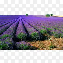 ×ÏɫΨÃÀÞ¹Ò²ݻ¨º£-¿ÕÈôÍø ×ÏɫΨÃÀÞ¹Ò²ݻ¨º£-¿ÕÈôÍø