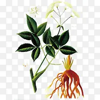 绿色草本植物高清摄影白色花卉-空若网 绿色草本植物高清摄影白色花卉-空若网