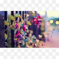 唯美花卉特写摄影图-空若网 唯美花卉特写摄影图-空若网