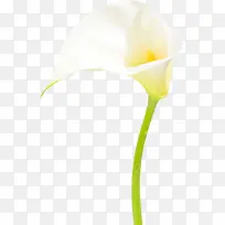 ��ɫ����������-������