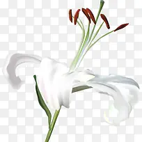 白色百合花-空若网 白色百合花-空若网