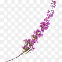 ��ɫ޹�²�-������