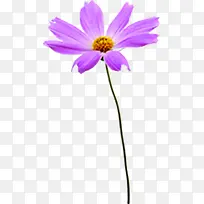 紫色可爱盛开花朵-空若网 紫色可爱盛开花朵-空若网