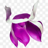 ��ɫ�ɰ��ֻ滨��-������