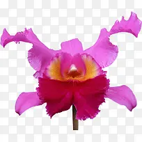 ��ɫ����-������