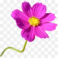 紫色唯美清新时尚花朵-空若网 紫色唯美清新时尚花朵-空若网