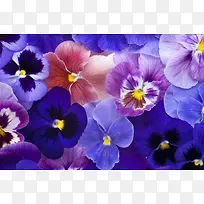 美丽鲜花背景-空若网 美丽鲜花背景-空若网