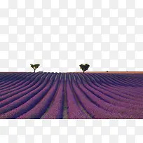 ޹�²�-������