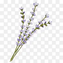 ޹�²�-������