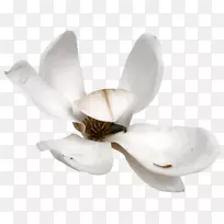 ����ֲ�ﻨ�꿪��ֲ��-��Ĥ-������