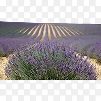 紫色薰衣草花海-空若网 紫色薰衣草花海-空若网