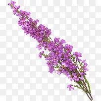 紫色薰衣草-空若网 紫色薰衣草-空若网