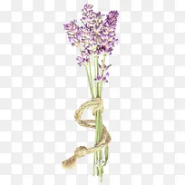 薰衣草-空若网 薰衣草-空若网