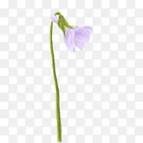 紫色水彩花朵低头-空若网 紫色水彩花朵低头-空若网