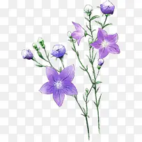 ��ɫ������֦���-������